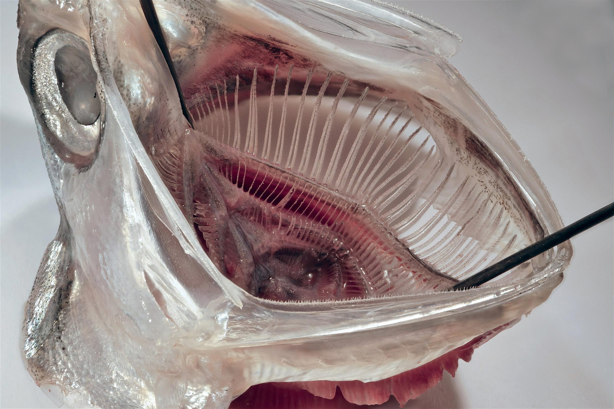 科学者がマイクロプラスチックを99%以上除去する魚からヒントを得た新しいフィルターを開発