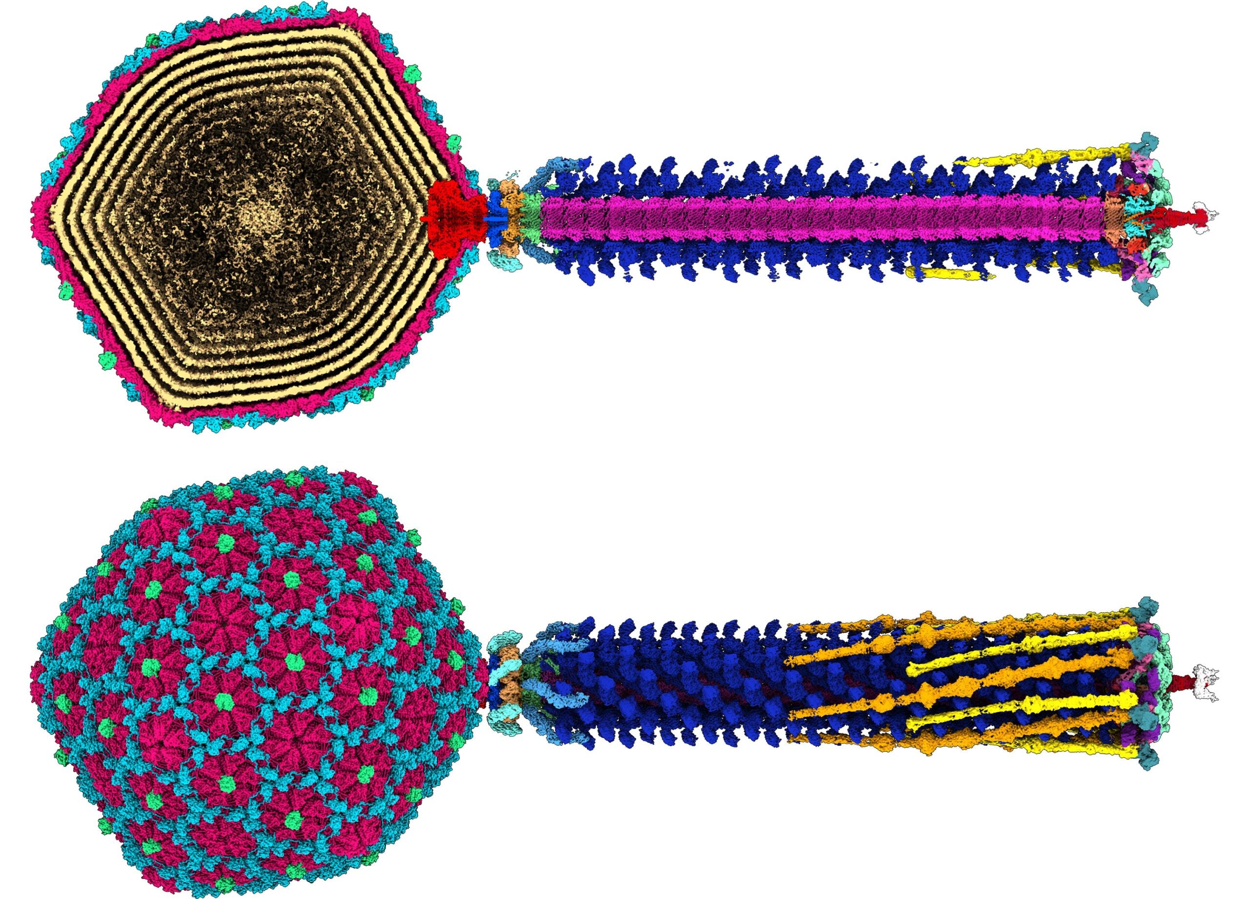 驚くべき高解像度のウイルス設計図が抗生物質耐性に対する新たな希望をもたらす