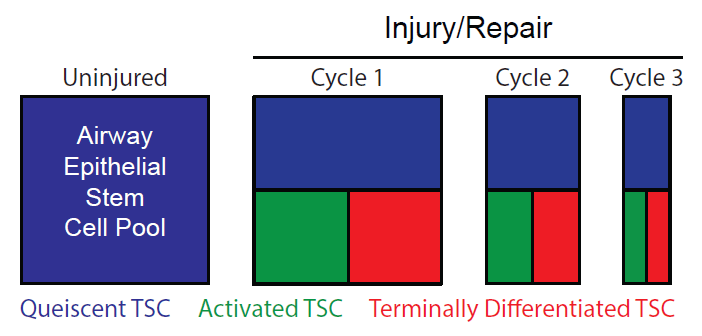 Biological Aging of Tracheobronchial Tissue Specific Stem Cells