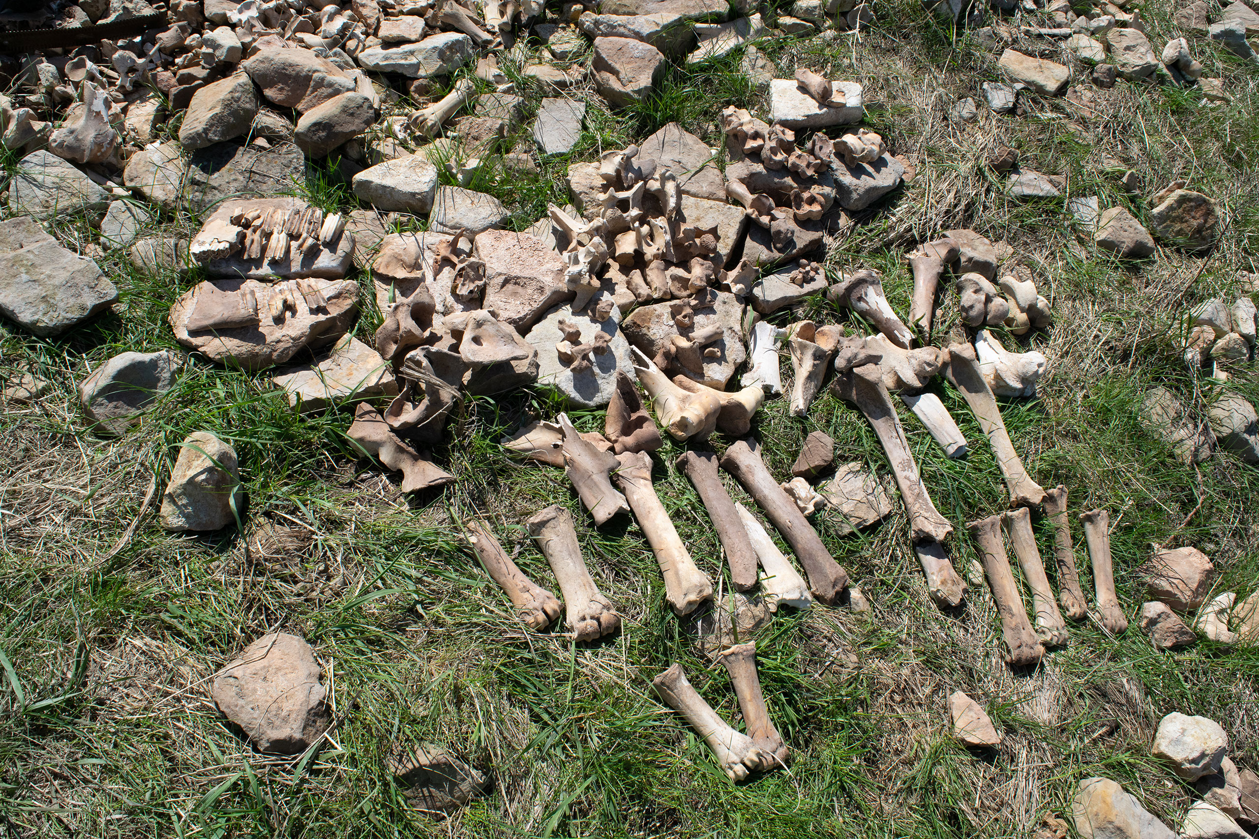 科学者たちが1100年前のバイソン狩猟場の放棄された謎を解く