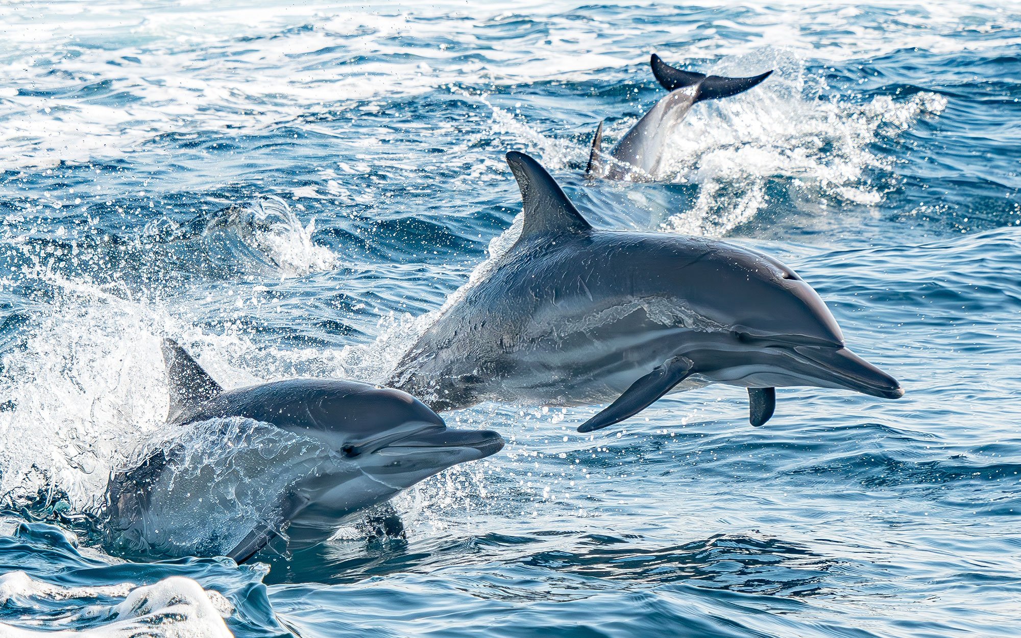 イルカの寿命が激減する中、研究は「究極の絶滅」を警告