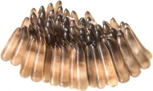 Culex Eggs