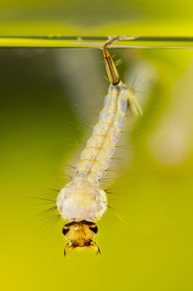 Culex Larvae