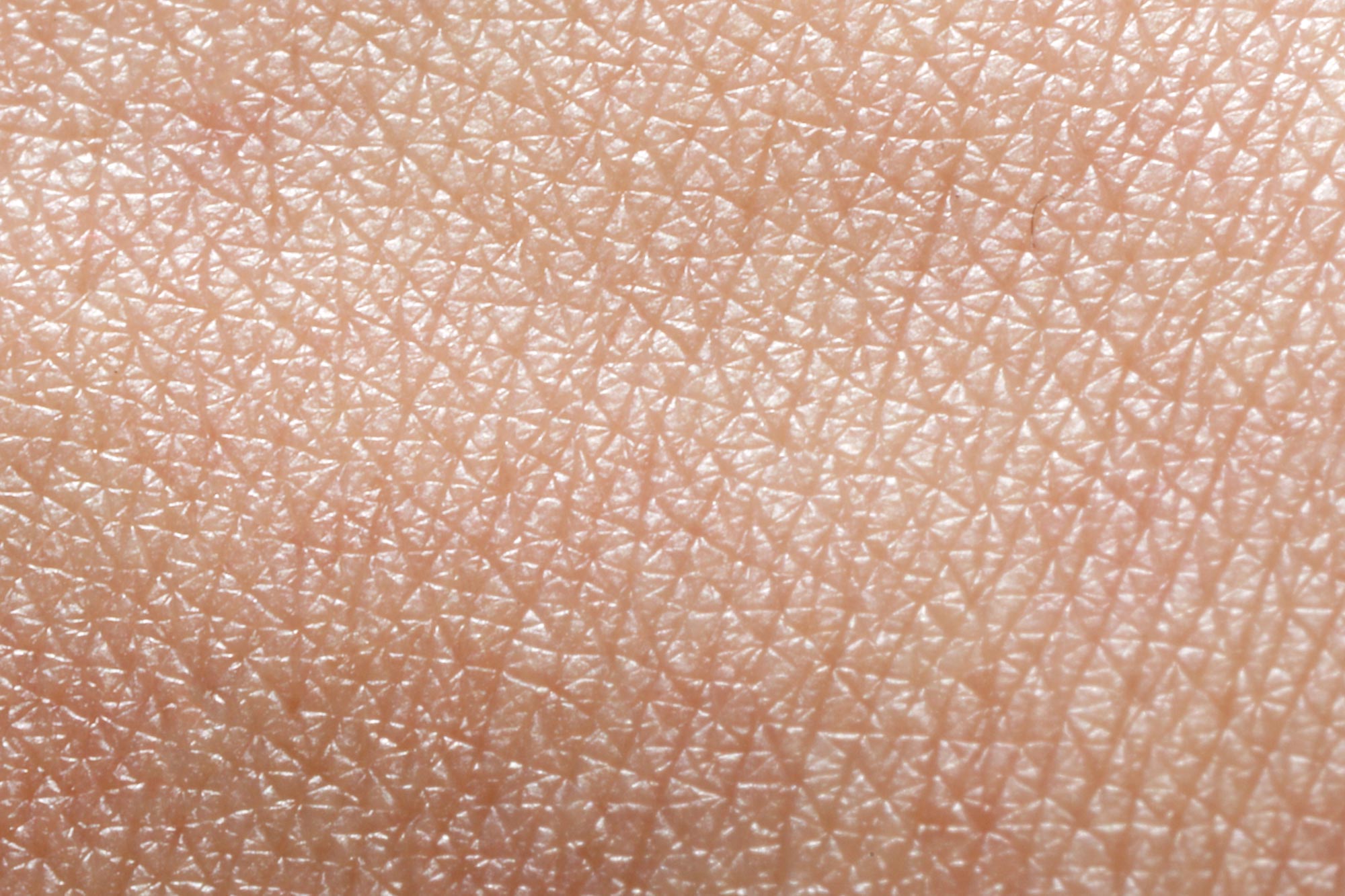 若々しい肌の秘密は豚と共通の微細構造に隠されているかもしれない