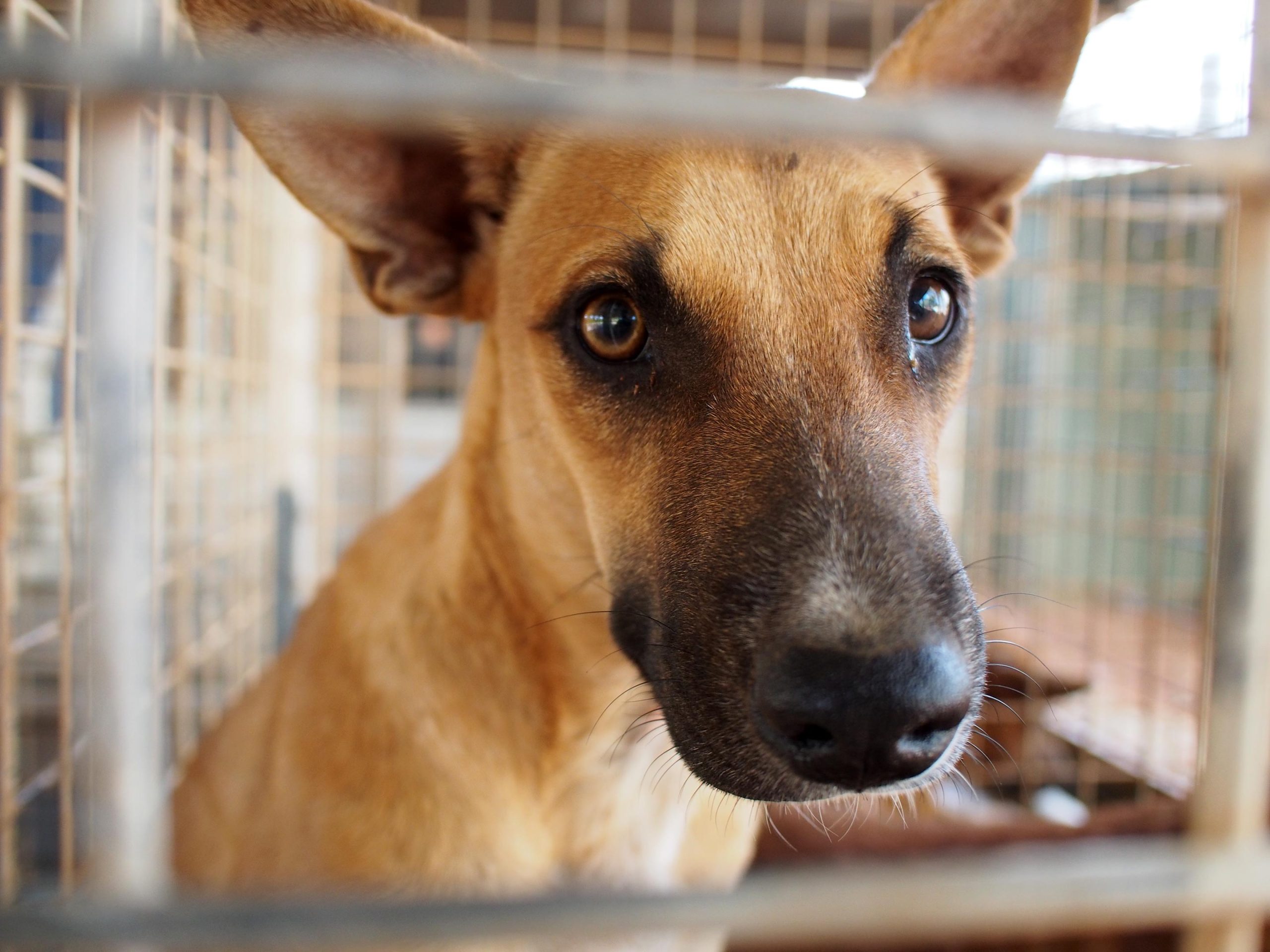感染性がん:雄の犬は、鼻や口に伝染性がんを発症する可能性が4倍高い