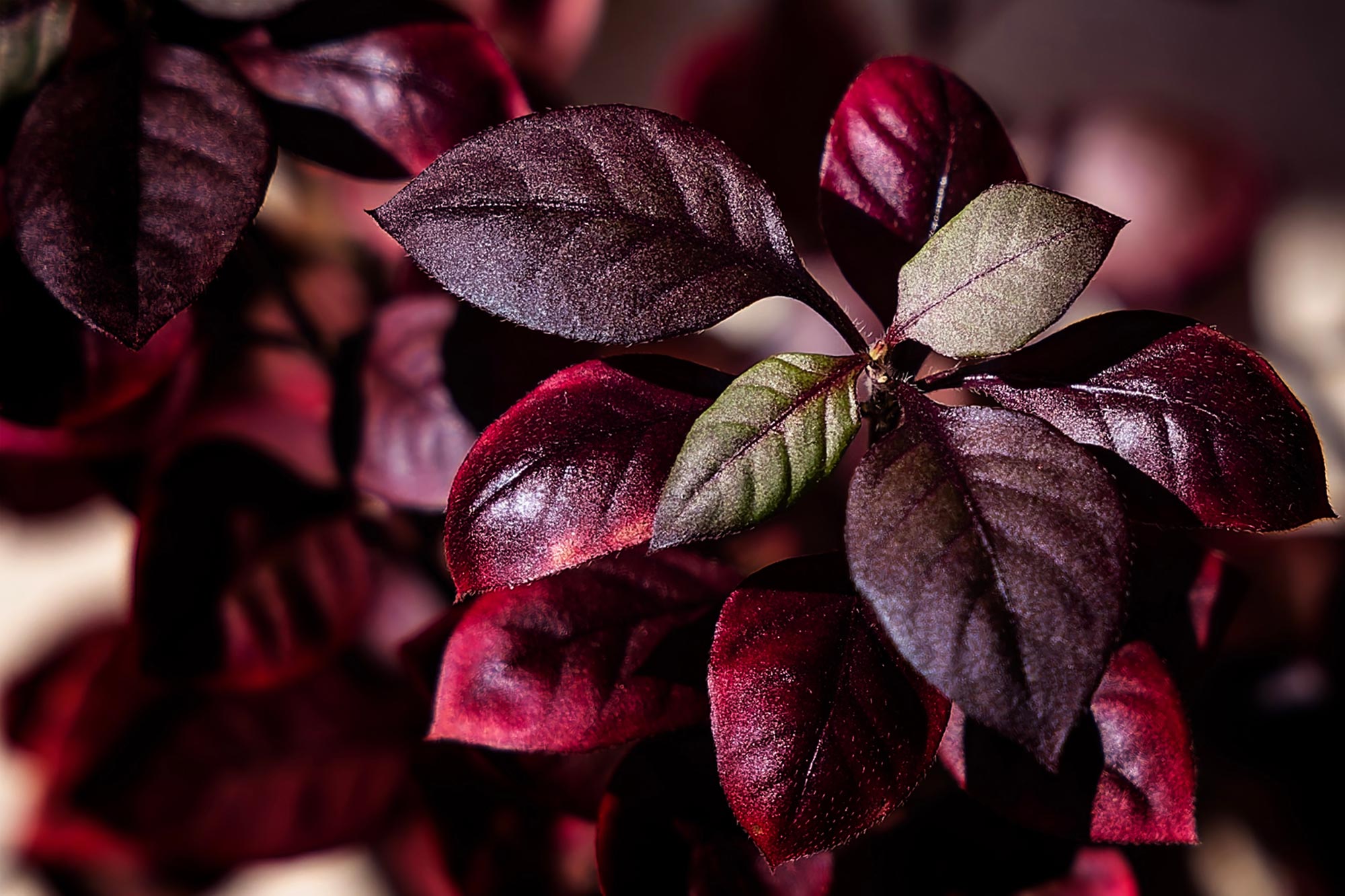 科学者によると、このブラジルの植物は関節炎の治療に役立つ可能性がある