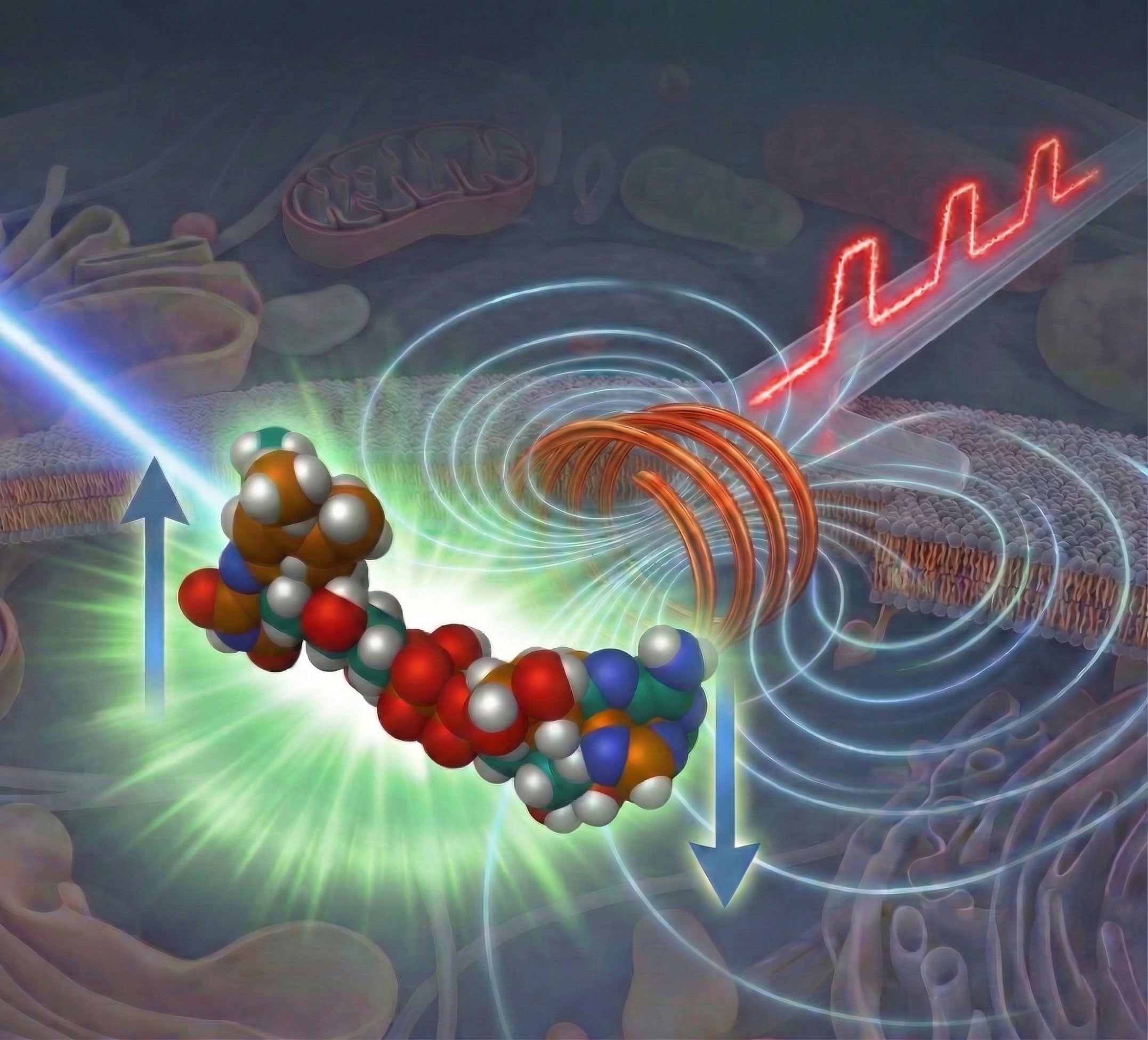 科学者たちは「目に見えない」分子の状態を明らかにする顕微鏡法の画期的な進歩を明らかにする