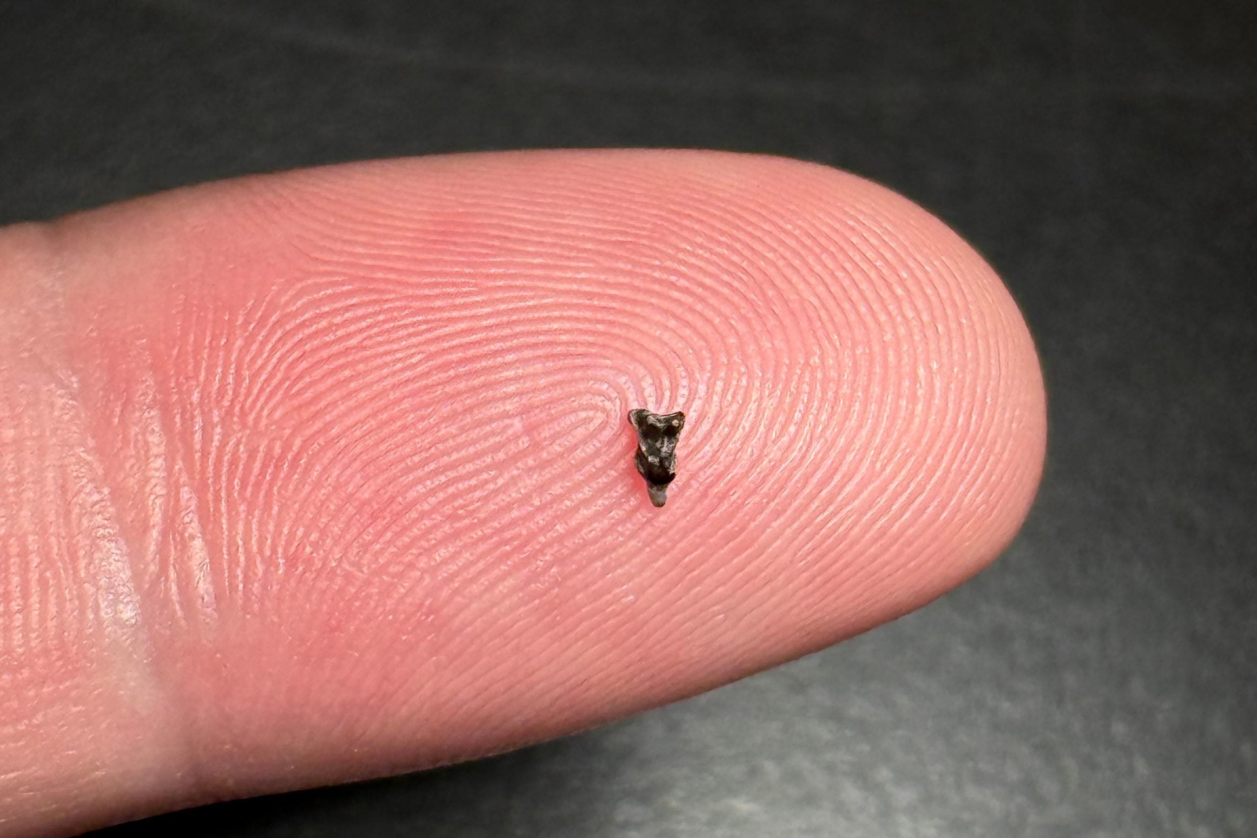 この小さな歯は、人類の起源について私たちが知っていることを変える可能性があります