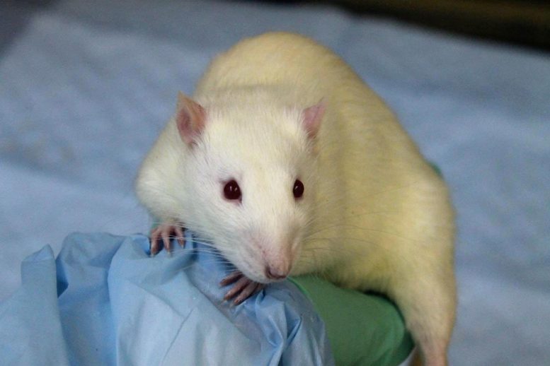 Rat from eLife Study