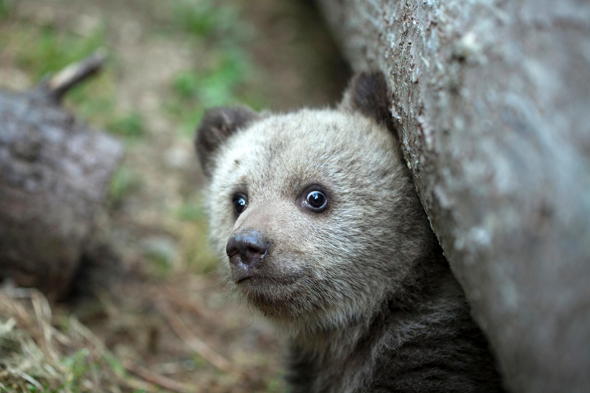 スーパープレデターの神話: 森の中で最も恐ろしい獣は常に人間ですか?